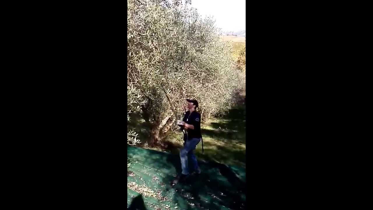 raccolta olive con scuotitore cifarelli