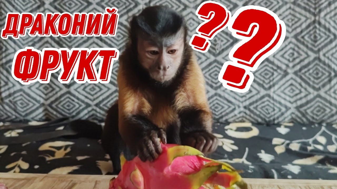 Маленькая домашняя обезьянка Алекса впервые пробует Драконий фрукт!