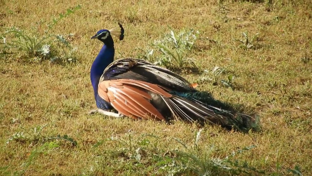 Peacock in early morning🦚 #peacock 