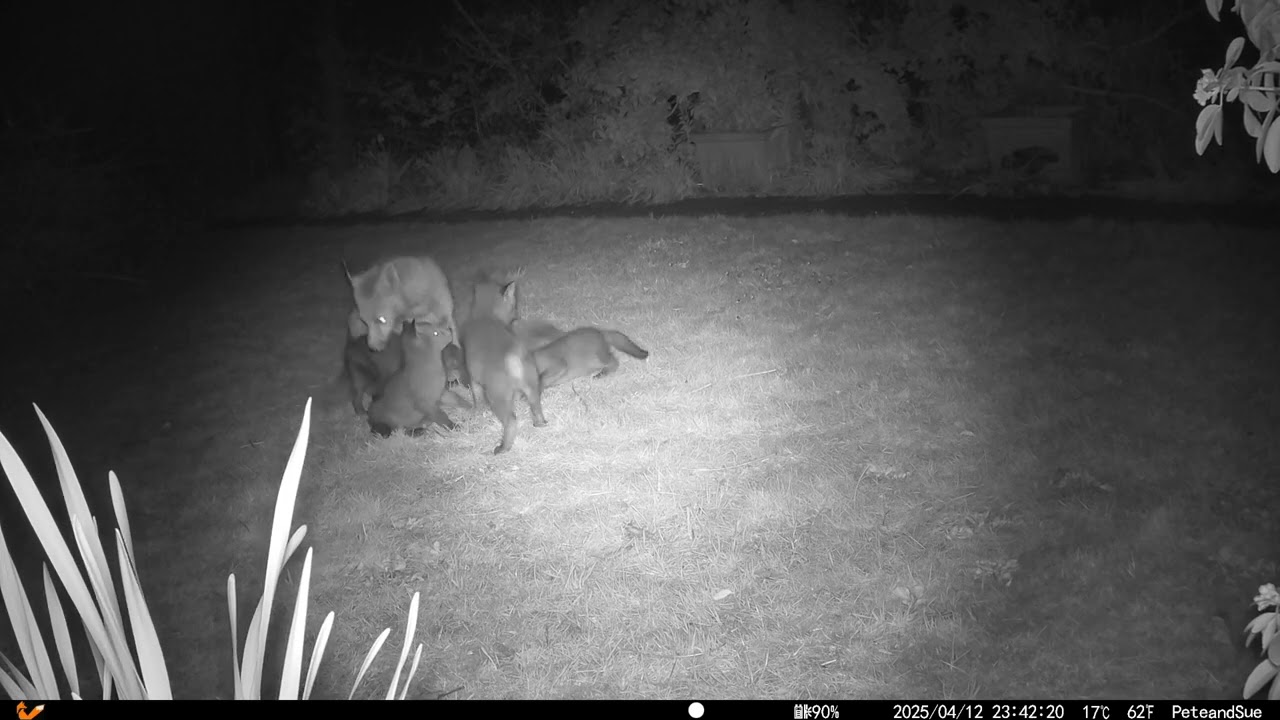Fox Shed Watch 12th-13th April 2025