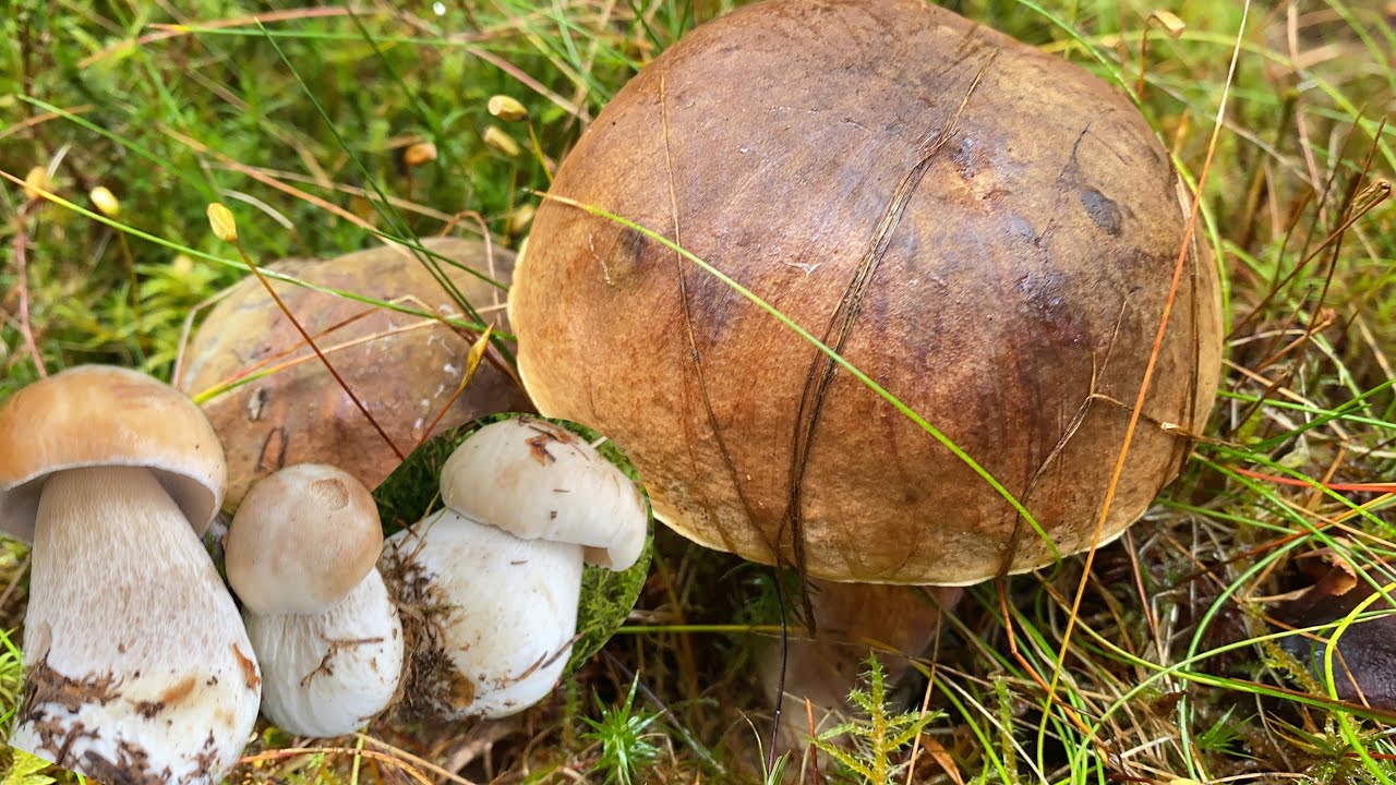เก็บเห็ดรวม # เห็ดเผิ้งหวานเห็ดเผิ้งเลือด # ฟินทุกเห็ด # picking mushrooms.13/10/22.