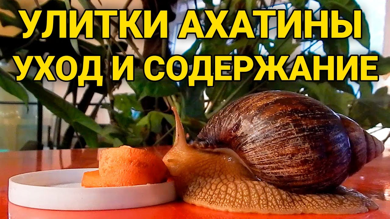 Улитки Ахатины - уход и содержание