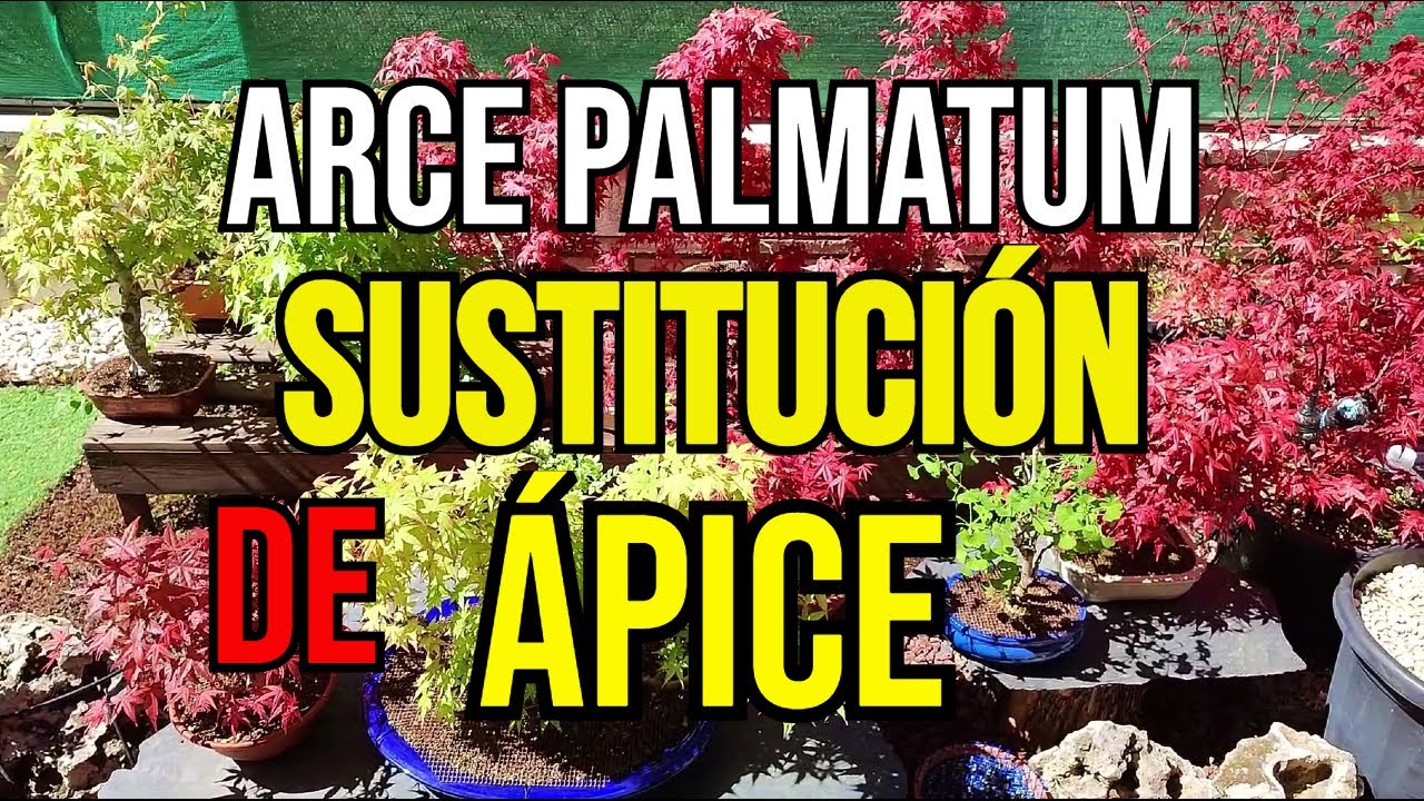BONSAI - SUSTITUCIÓN DE ÁPICE EN ARCE PALMATUM