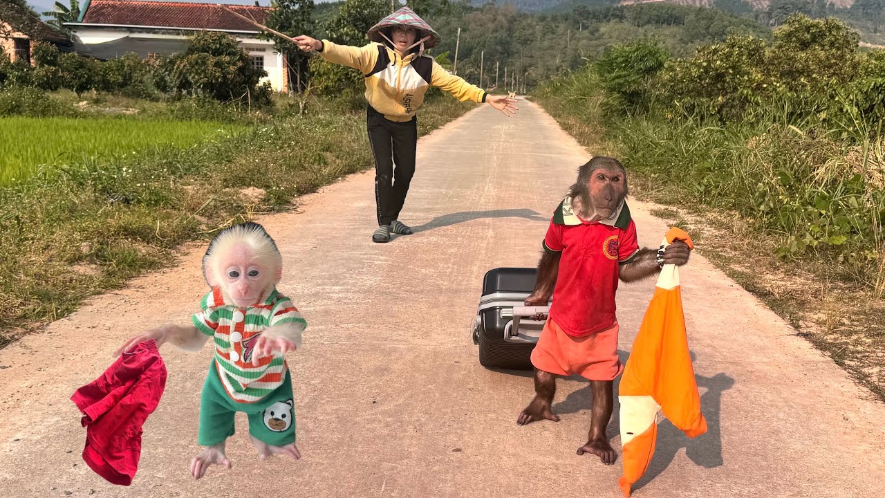 Monkey Abu and baby ran away from home and became homeless... Mom cried and worriedly!