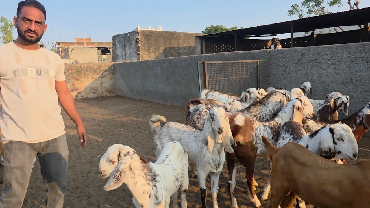 MA JMD Ajmer Rajasthan Ka Wholesale Main Ajmera Gujri Bakro Ka Bada Setup | Mahendra Ajmer.