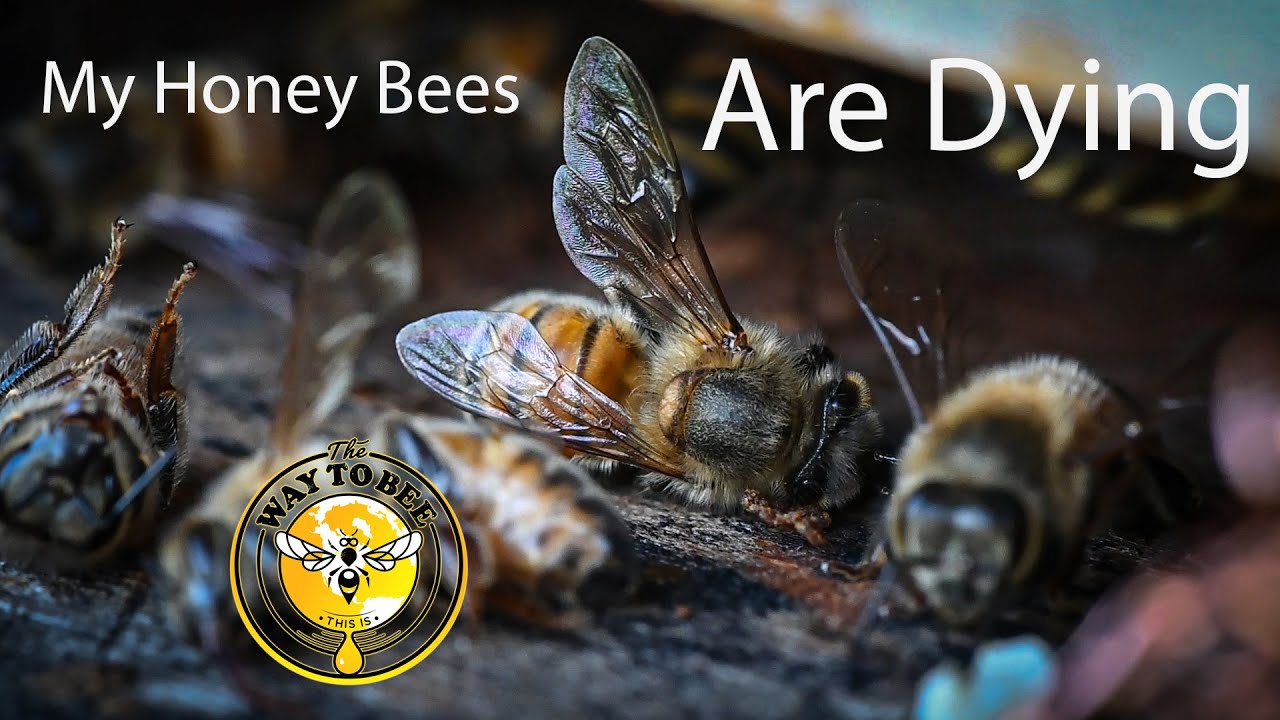 My Honey Bees Are Dying and there is nothing I can do about it, Pesticide Suspicions! Aphid?