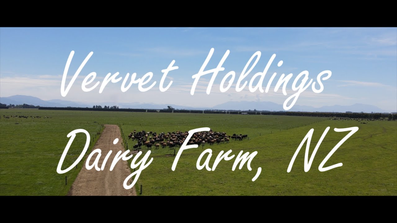 Vervet Holdings Dairy Farm, NZ