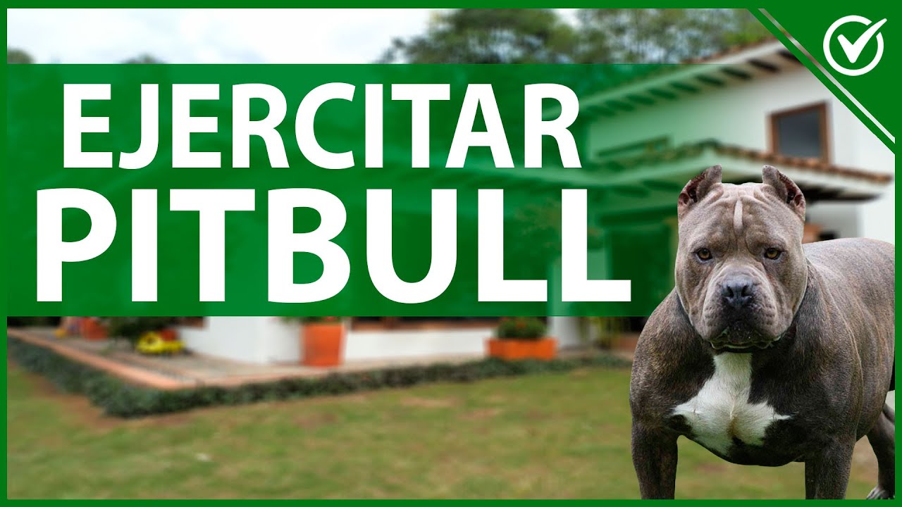 🐶 Mejores Ejercicios para Perros Pitbull | Guía de Entrenamiento y Ejercitación 🏋️‍♀️🐕