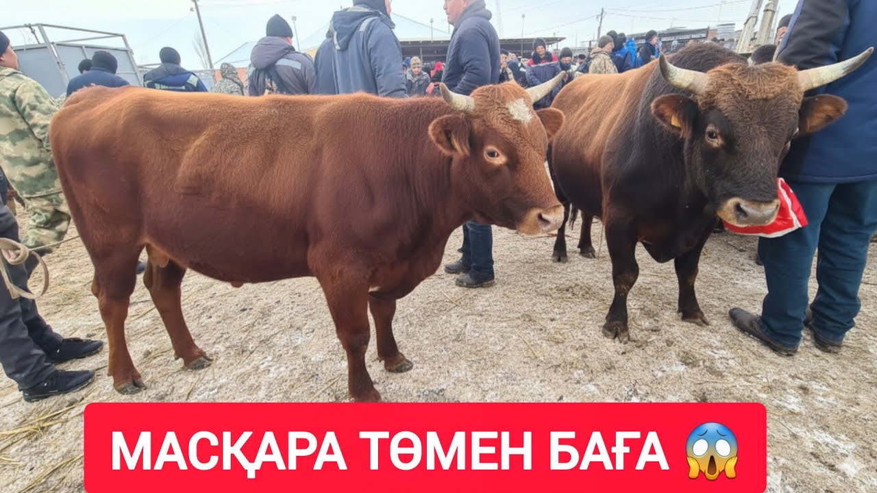 МАСҚАРА НЕ ДЕГЕН БАҒА, ҚАШАР БАСПАҚ СИЫР БҰҚА БАҒАЛАРЫ.