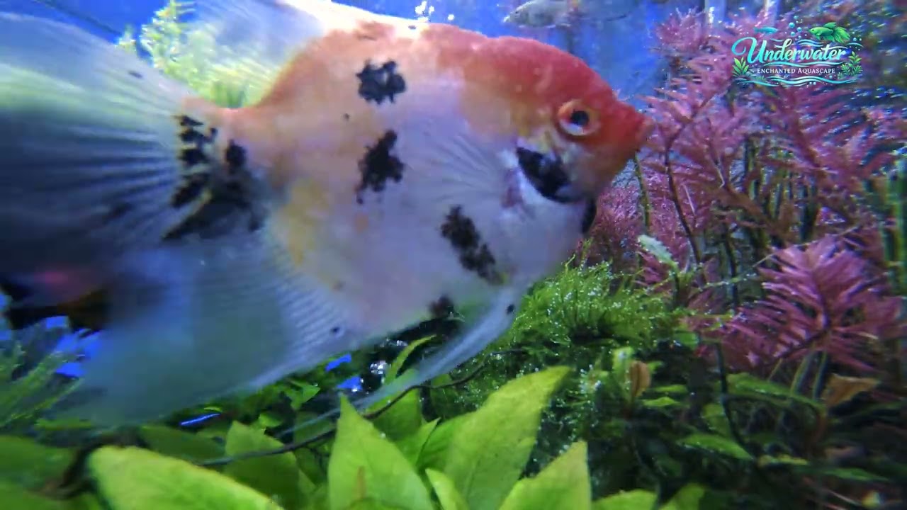 Relaxing Freshwater Aquarium After Water Change 🌿