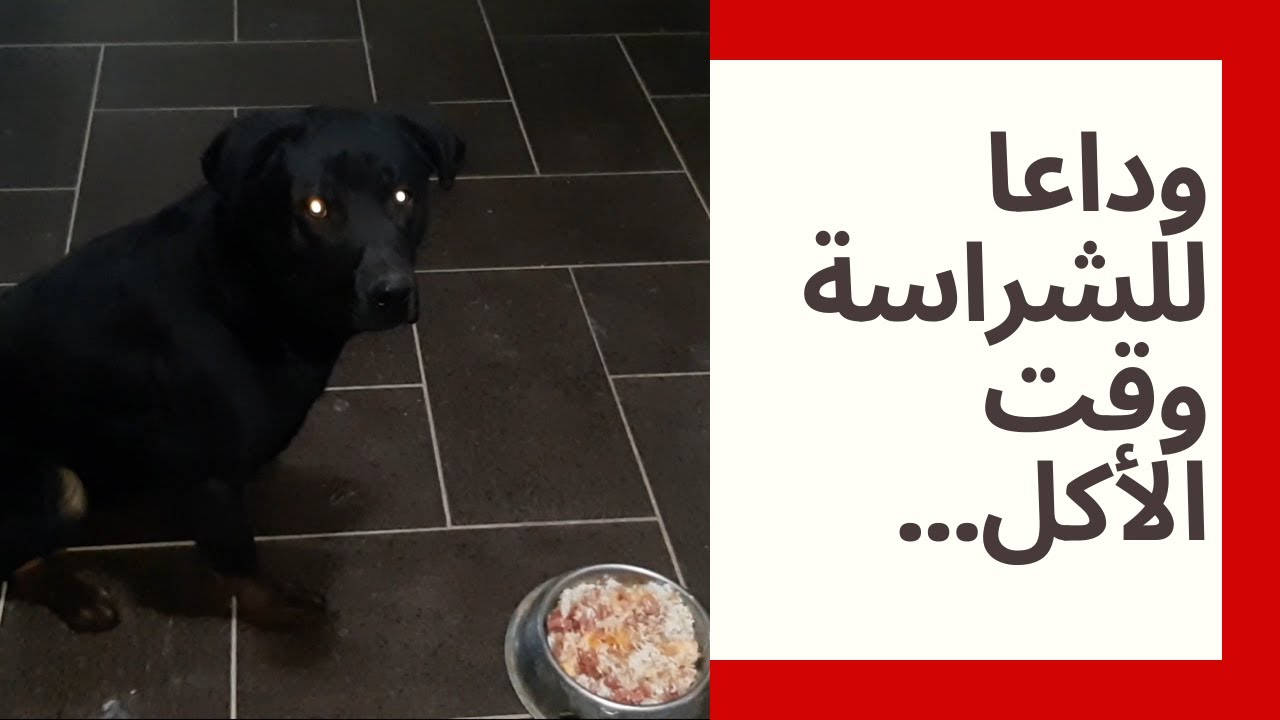 وداعا لشراسة كلب الروت وايلر ديزل وقت الأكل - الشراسة قبل و بعد تعديل السلوك