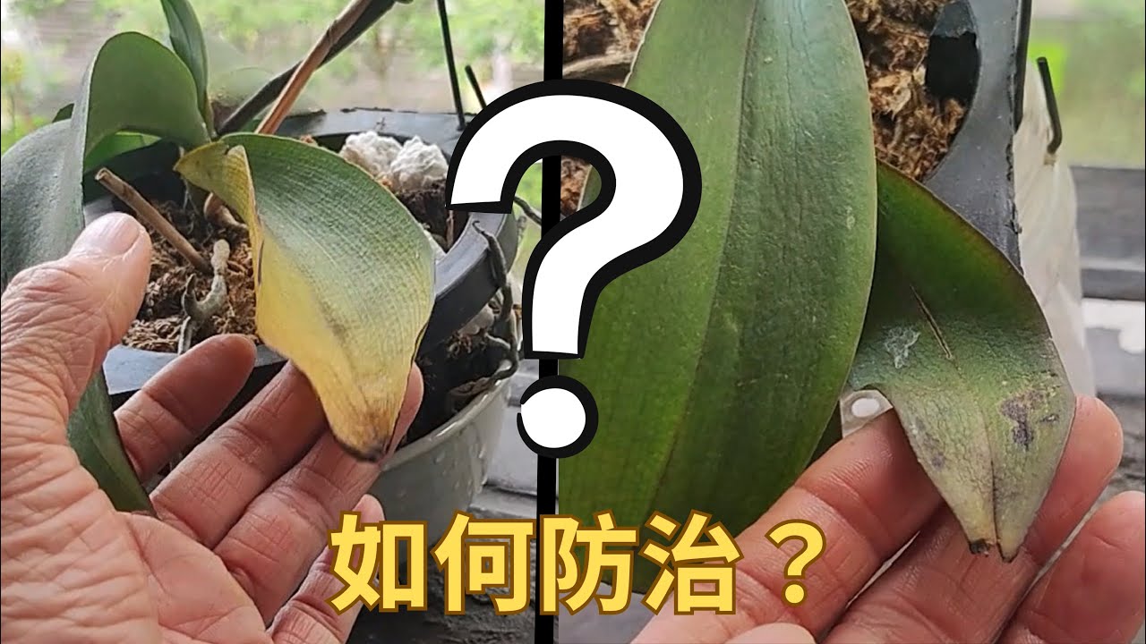 蝴蝶蘭葉子發黃發軟什麼原因造成？如何防治？