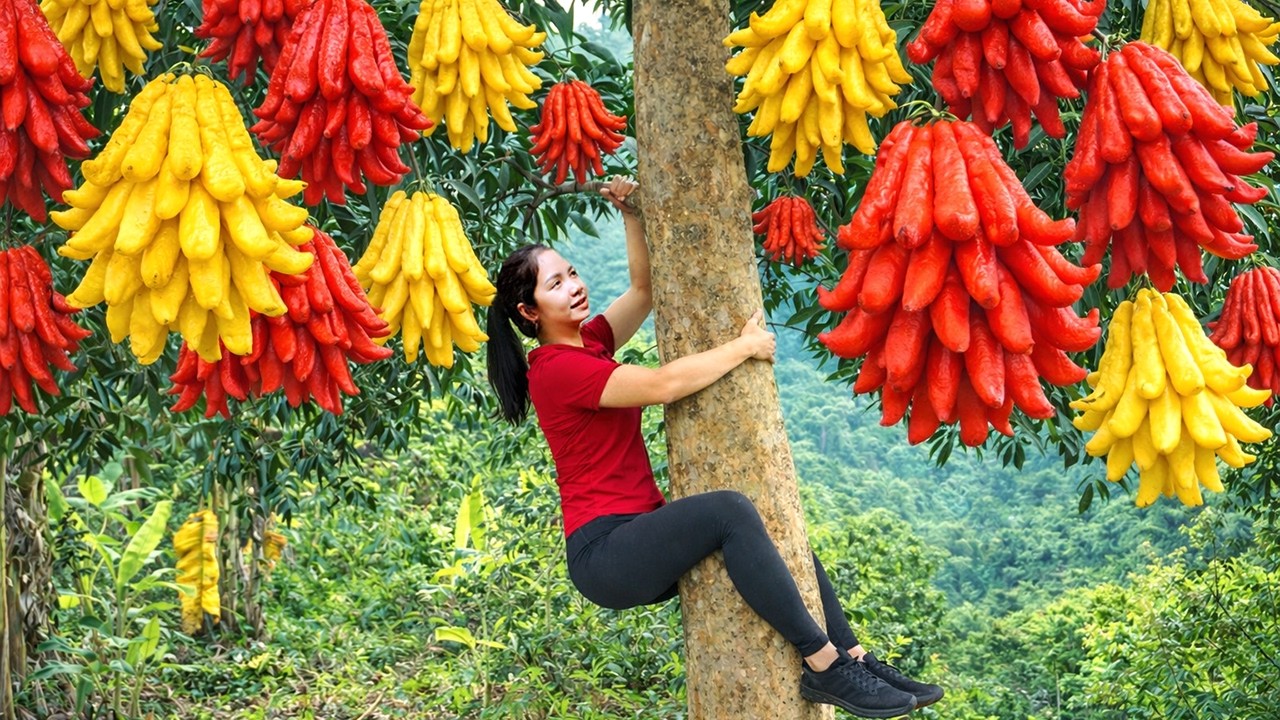 Harvesting 1000+ Gaint Buddha's Hand In Zagros Mountains GoTo Market Sell, How To Make Traditional