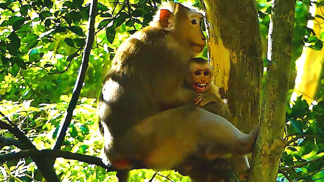 Monkey Rose today is weird she tried weaning her lovely baby Robin crying