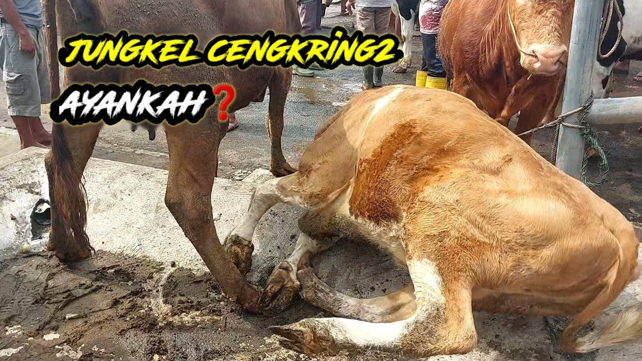 Коровы идут сквозь джунгли❗️Что это такое?