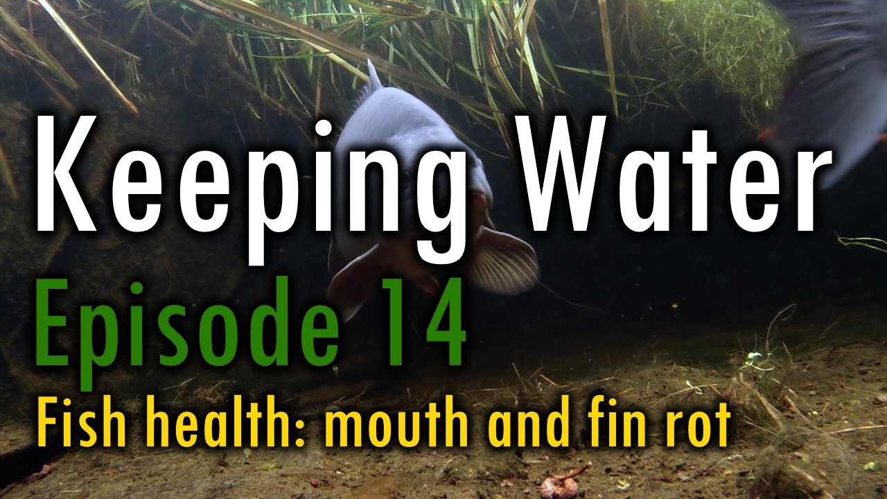 Episode 14: Fish health mouth and fin rot