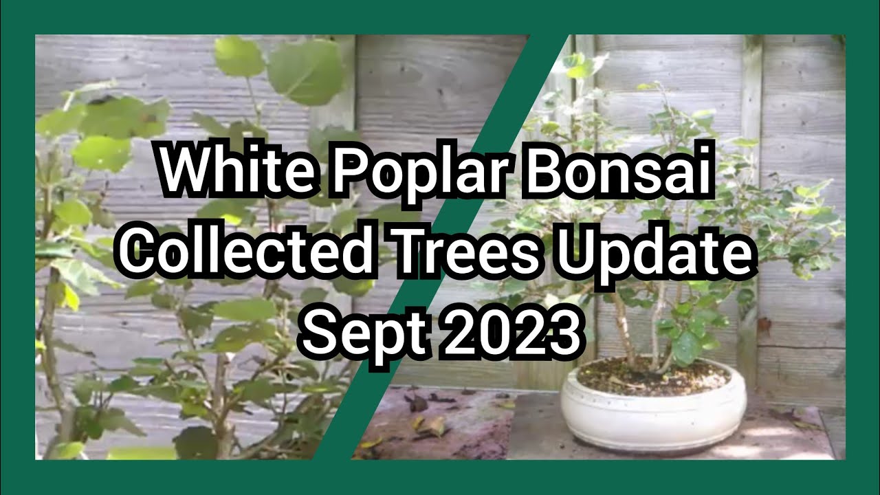 White Poplar Bonsai Collected Trees Update Sept 2023
