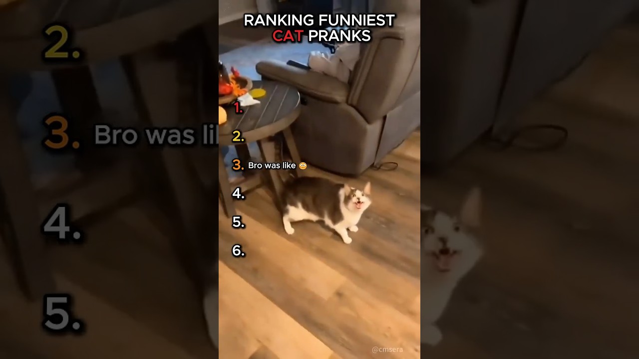 Ranking the Funniest Cat Pranks! 😹 #shorts