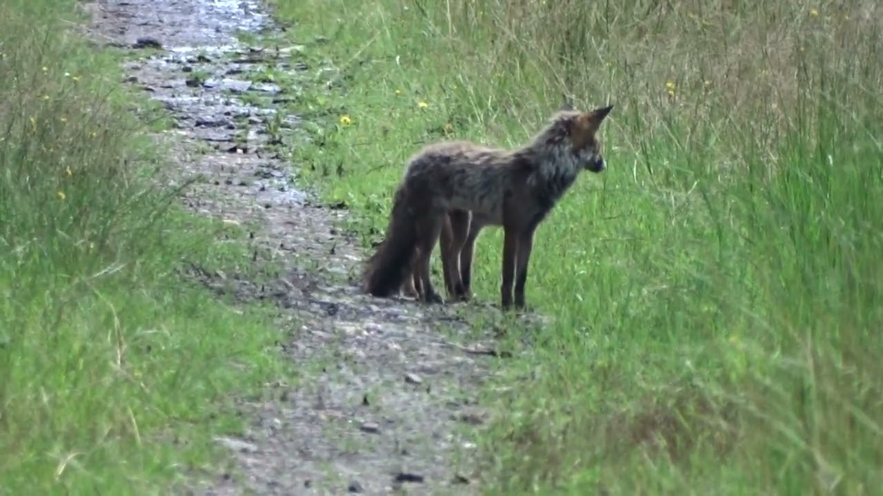 Verletzter Fuchs greift an