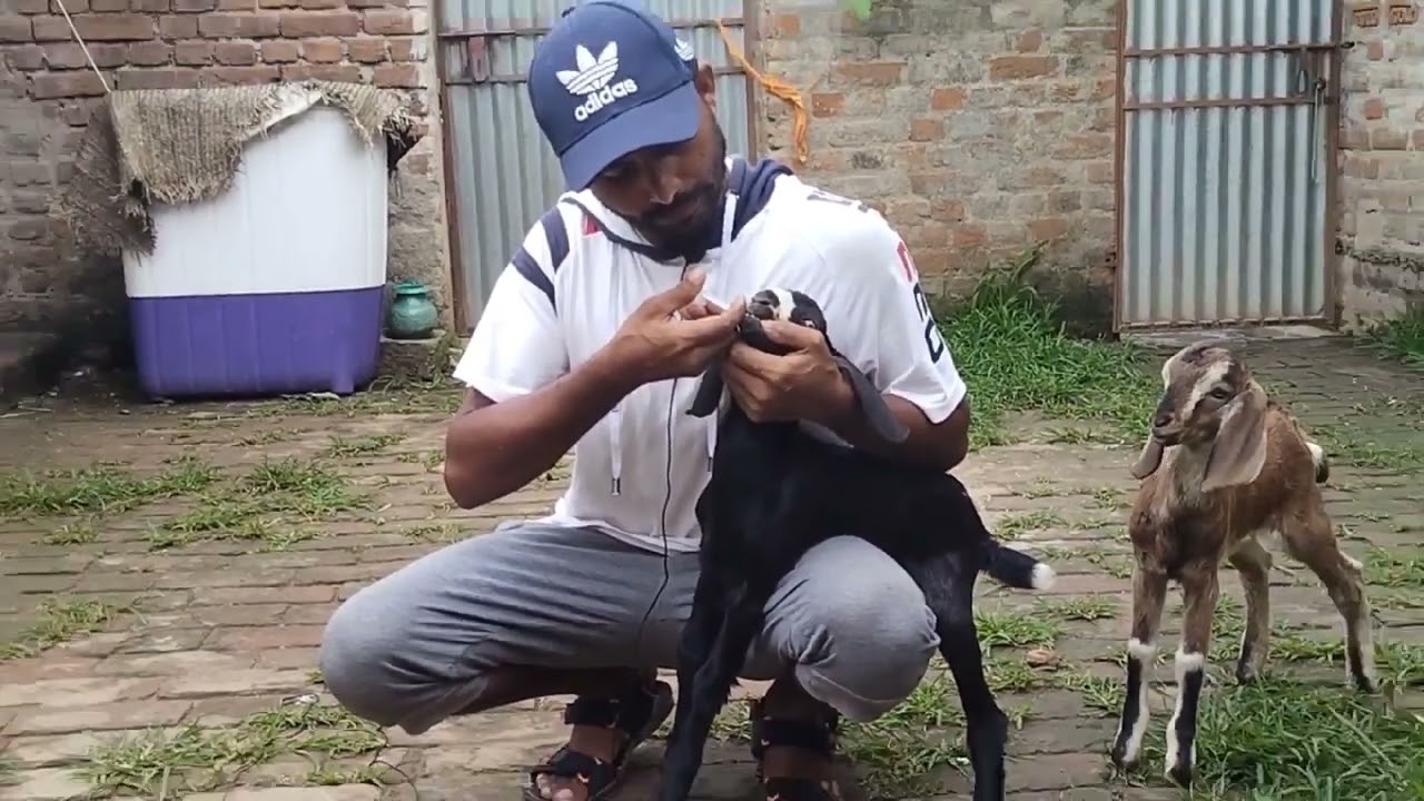 छोटे बच्चों का डीवॉर्मिंग ,,डीवॉर्मिंग कैसे करना चाहिए,,