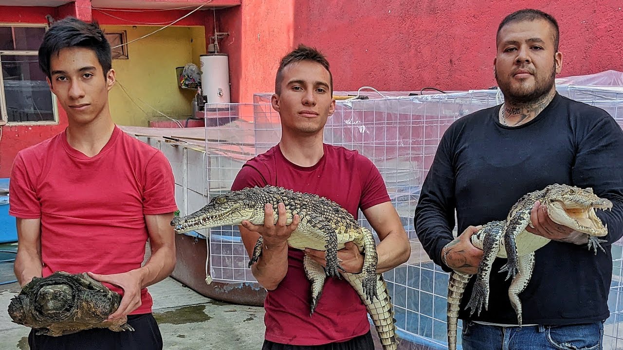 Cocodrila del Nilo y su nueva casa (En el agua con los aligatores🤣)