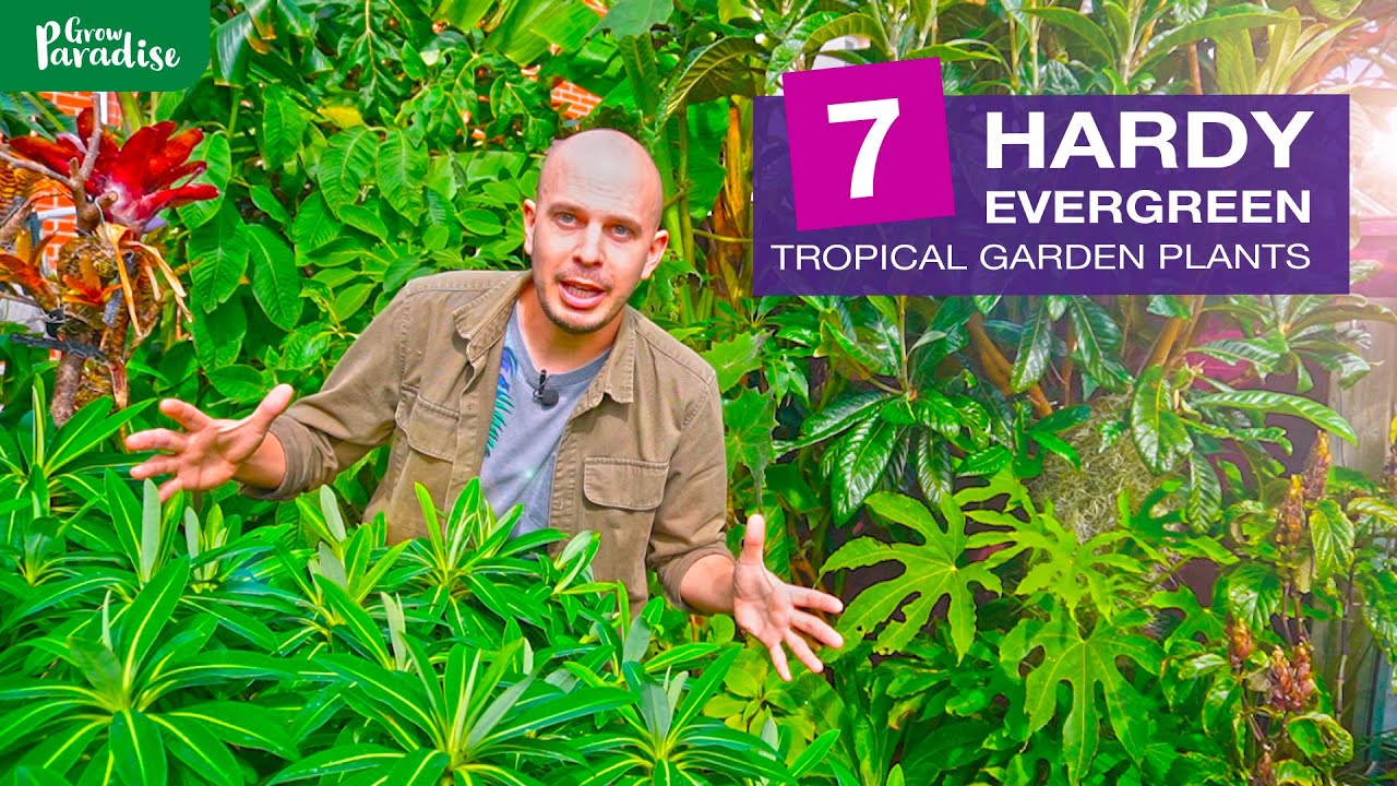 7 EVERGREEN + HARDY TROPICAL garden plants