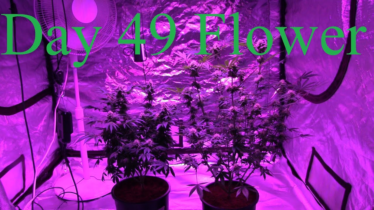 AK47 Pinewalker Hooah Day 49 Flower
