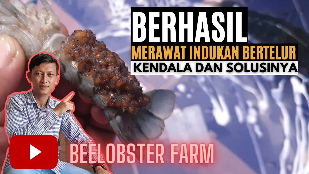 CARA SUKSES MERAWAT INDUKAN BERTELUR LOBSTER AIR TAWAR