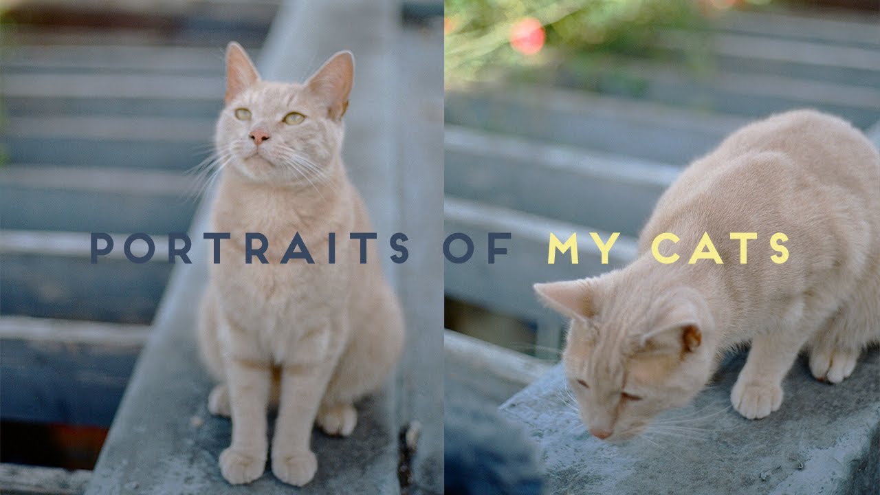Shooting portraits of my cats part 2