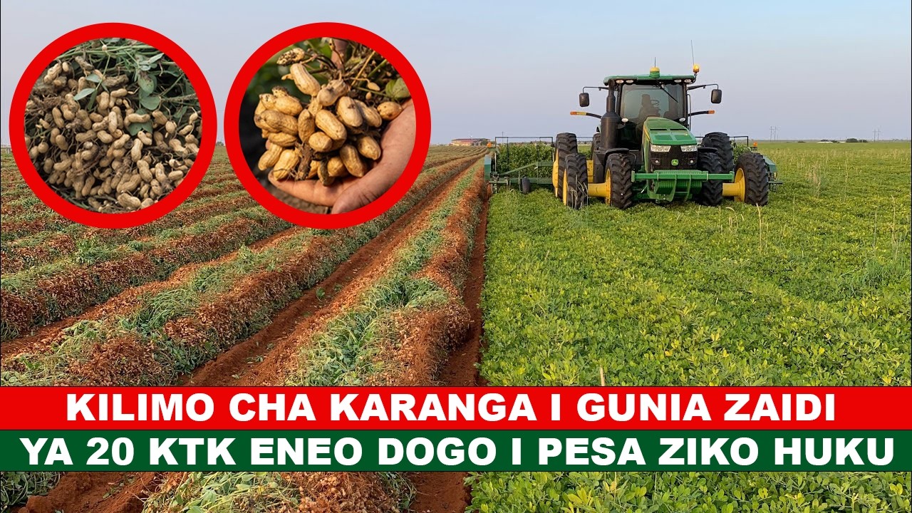 KILIMO CHA KARANGA I PESA ZIKO HUKU I UTAPATA ZAIDI YA GUNIA 20 KWA ENEO DOGO