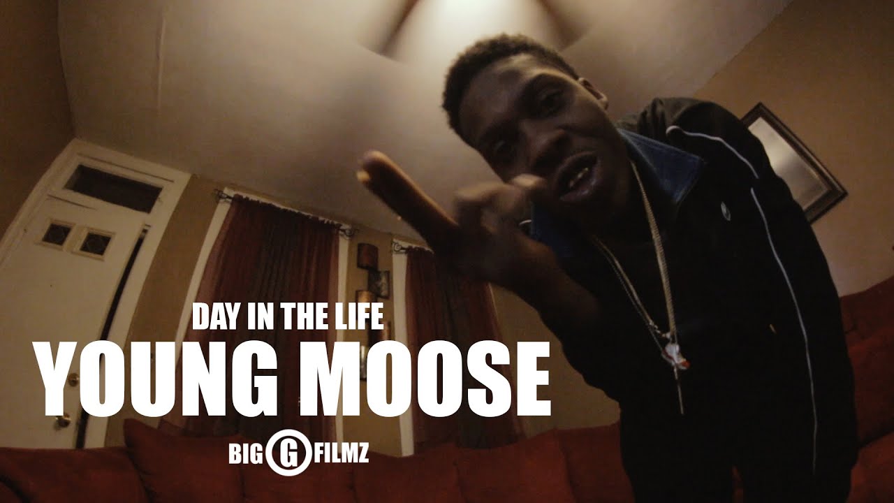 Young Moose 
