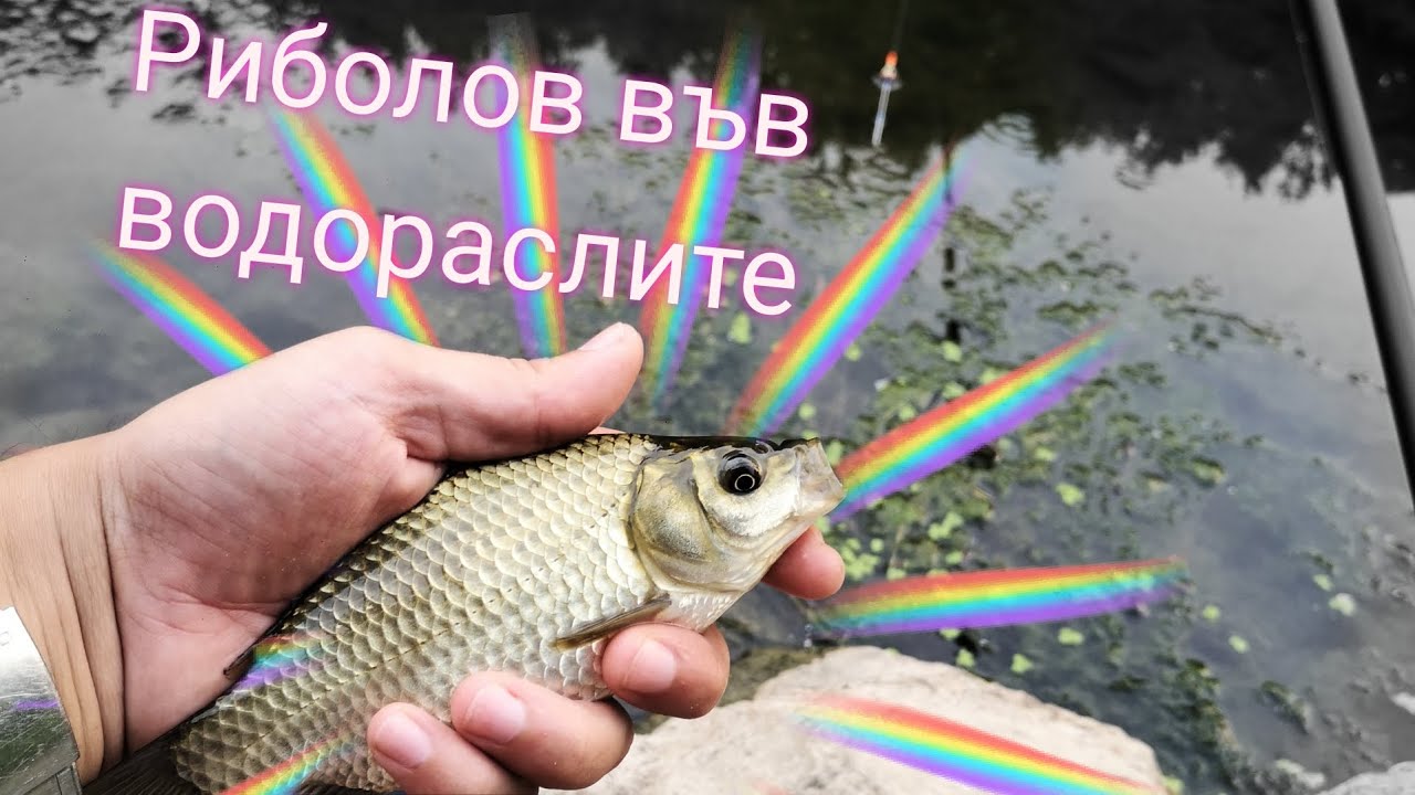 Риболов на реката. Каракуди във водораслите.