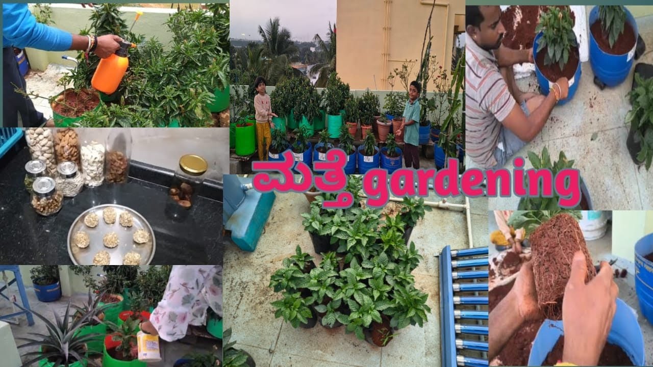 ಇಷ್ಟೆಲ್ಲ changes ಆಗಿದೆ ಗಾರ್ಡನ್ ಅಲ್ಲಿ ✨ ಈ🌹ಗಿಡ ಅಂತೂ ನೋಡೋದೇ ಬೇಡ😔  dry fruits laddu 🧆 @charvi,s world