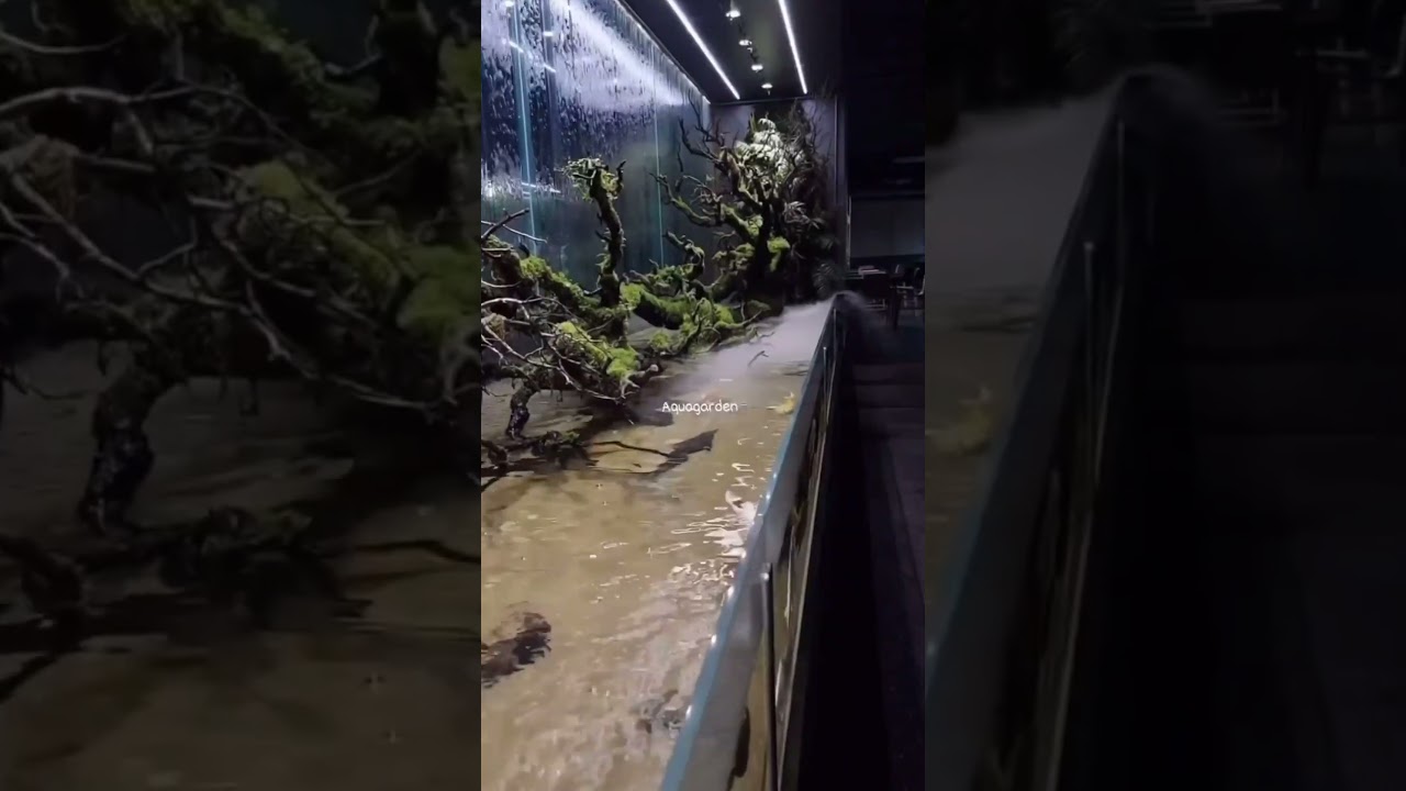 AQUARIUM PALING KEREN !!! 😳 #aquarium #ikan #kolamikan