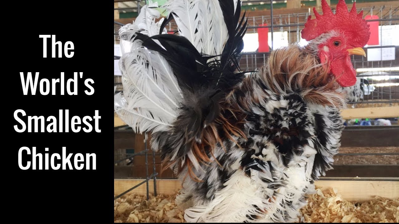 The World's Smallest Chicken Breed (Serama)