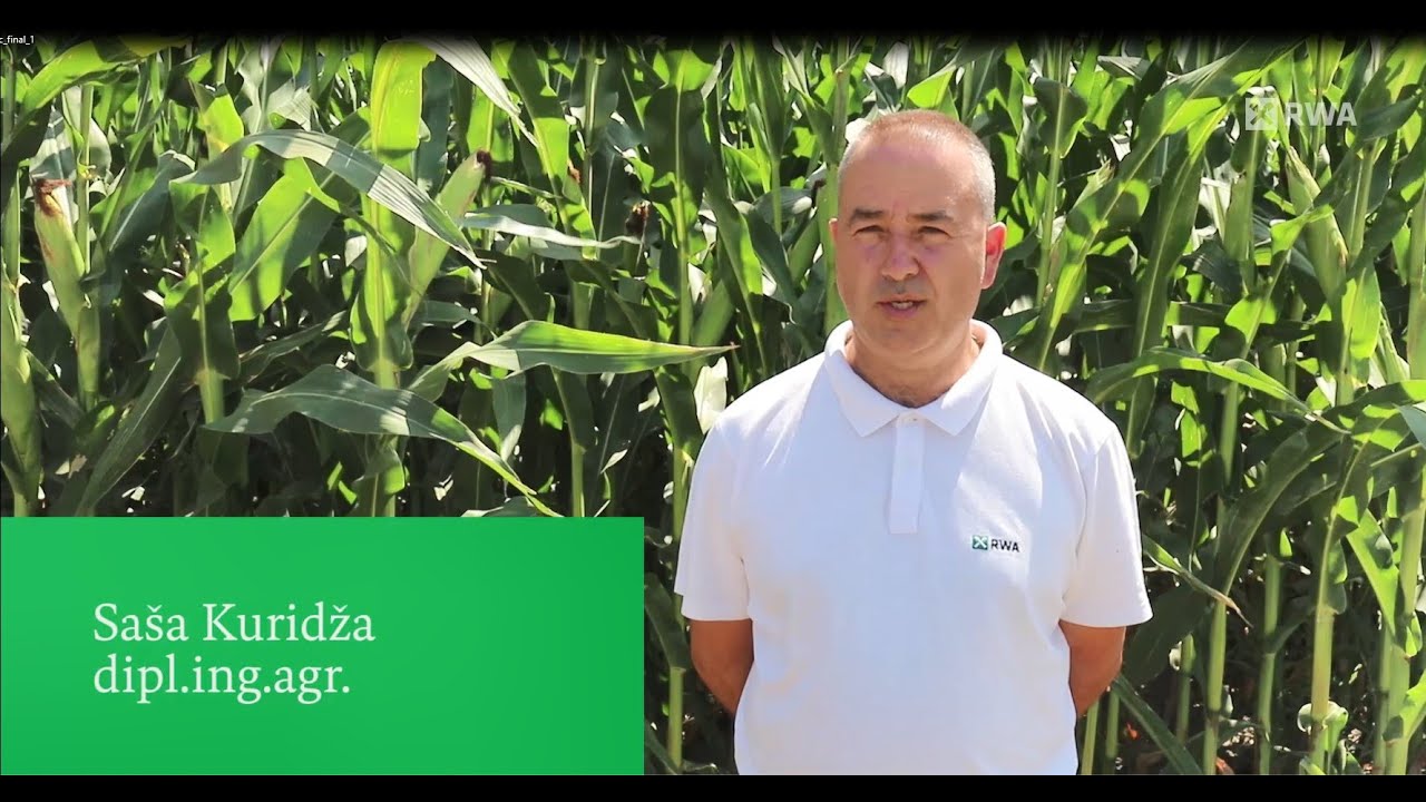 Persic - dragulj u FAO grupi 400