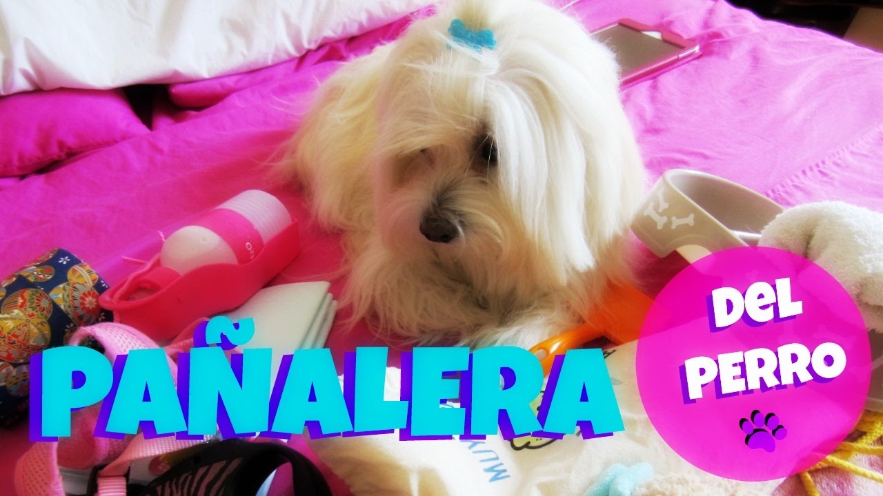 Que llevo en la Pañalera de mi Perro, Coton de Tulear I Lorentix