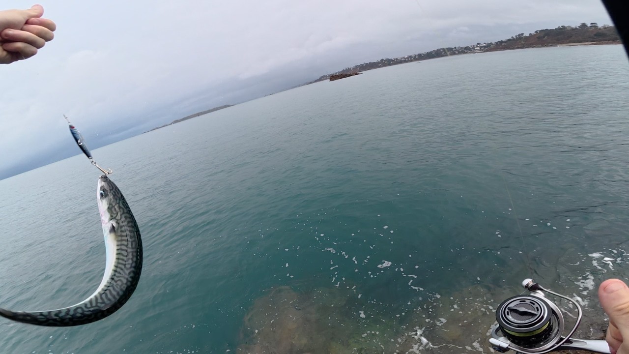 Une belle rencontre lors de cette session 🐬 | Pêche du maquereau du bord