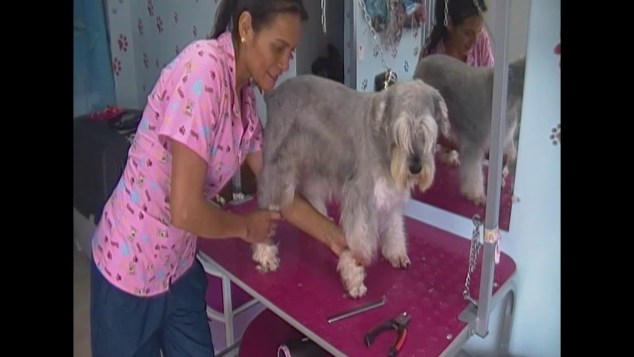 Corte de pelo SCHNAUZER // pte 2