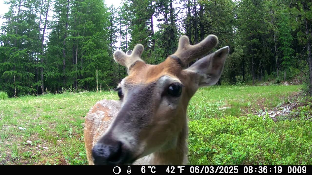 Northwest Montana Trail Cams May - Dec 2025