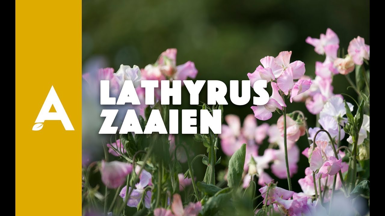 Lathyrus/Reukerwt zaaien: de perfecte moestuinbloem I Een groener thuis #04 I Angelo Dorny