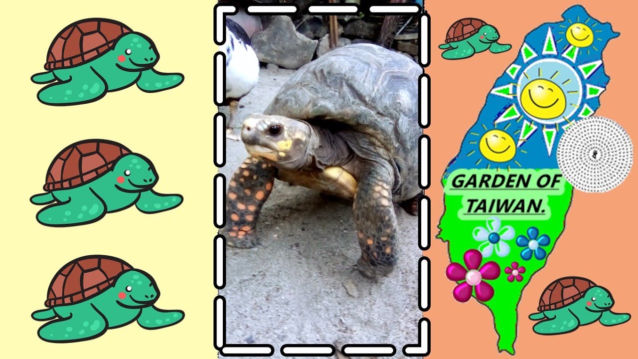 Tortue