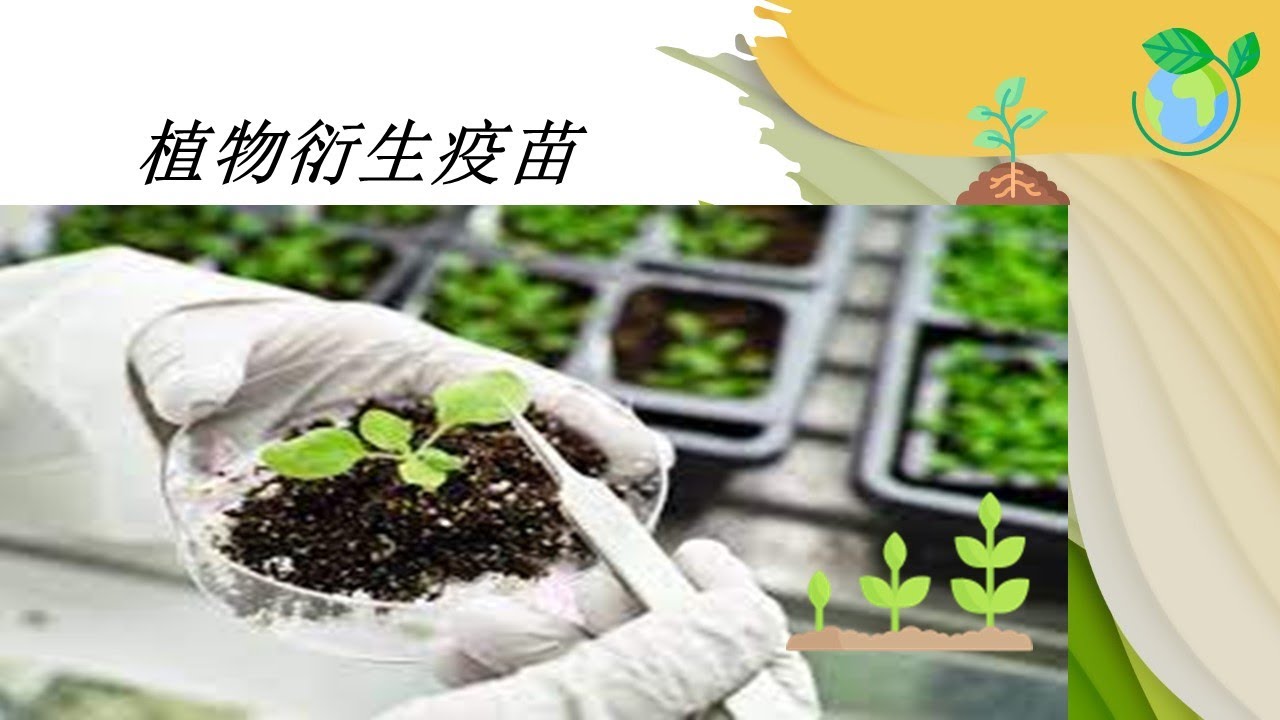 习什么是植物衍生疫苗 Plant Derived Vaccine (Chinese) 的透视概述在九分钟内
