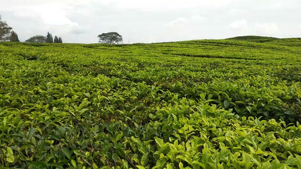 Kebun Teh Bah Butong Sidamanik🌿 #kebunteh #sidamanik #bahbutong #tehmanis #alam #viral #teafarm