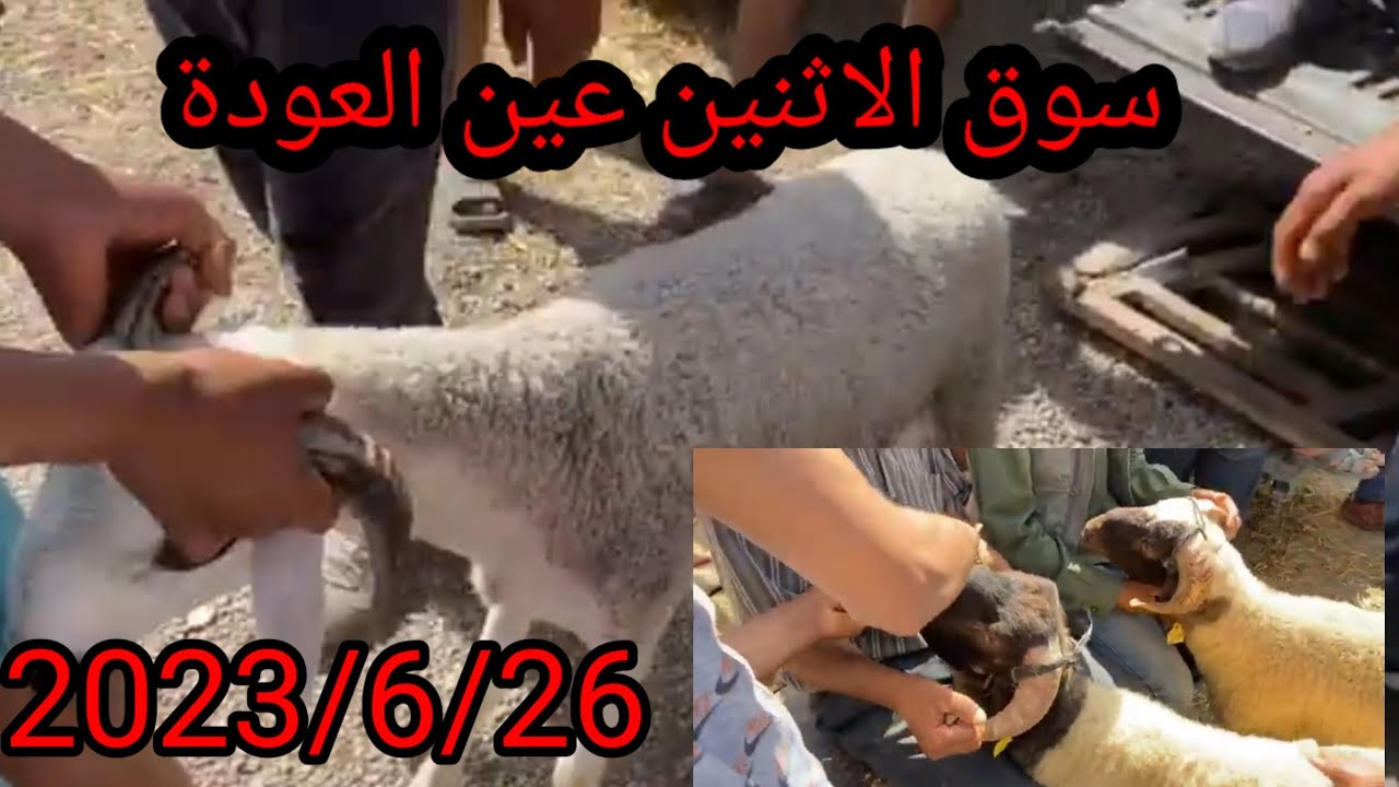 ها الاثمن ديال سوق الإثنين عين العودة  اليوم ثمن ناغز2023/6/26