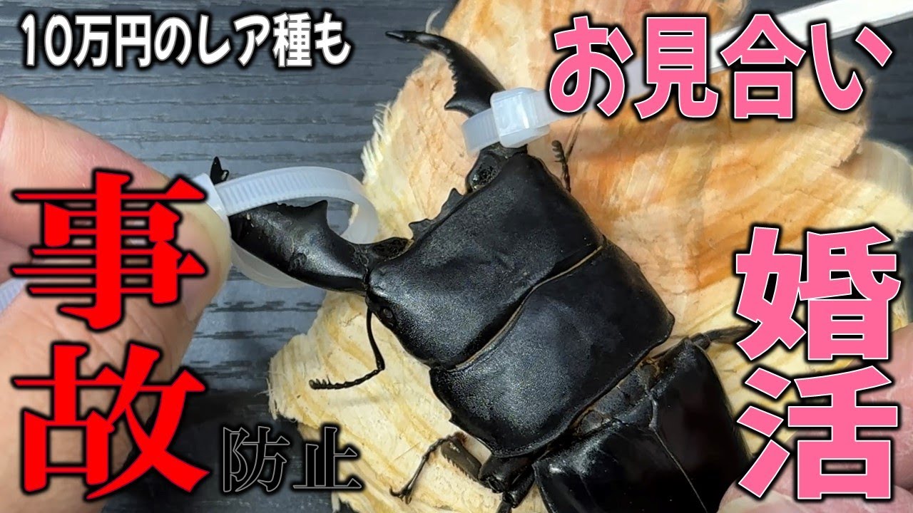 ごっついクワガタのお見合いは危険がいっぱいだし、10万円のレアなクワガタのお見合いも大変だ！