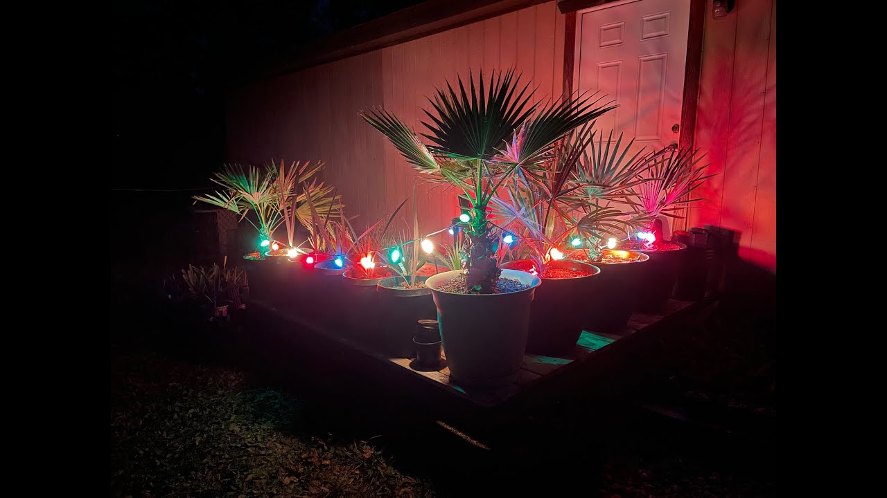 New Year's Eve 2023 Full Palm Collection Update