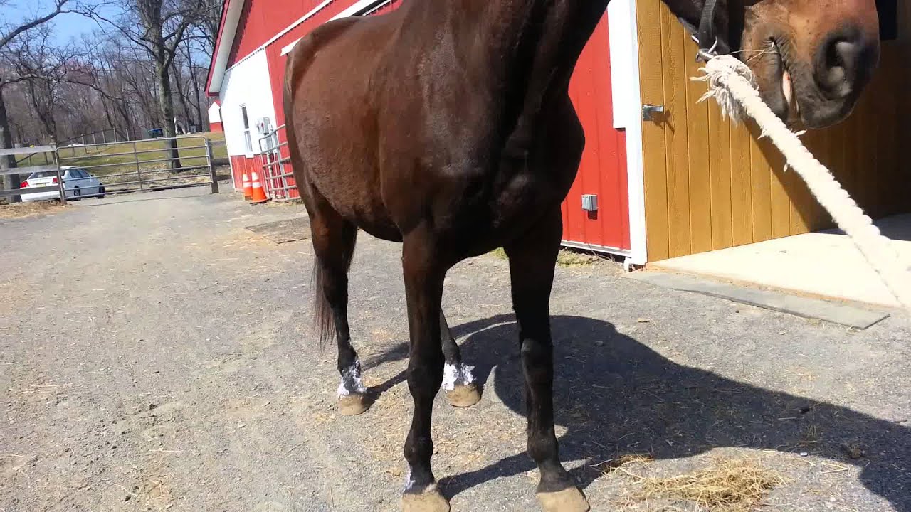 Shivers in equine