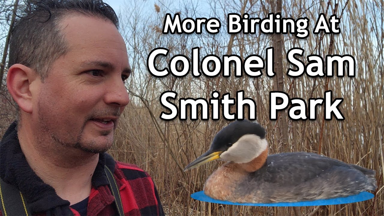 More Birding at Colonel Samuel Smith Park
