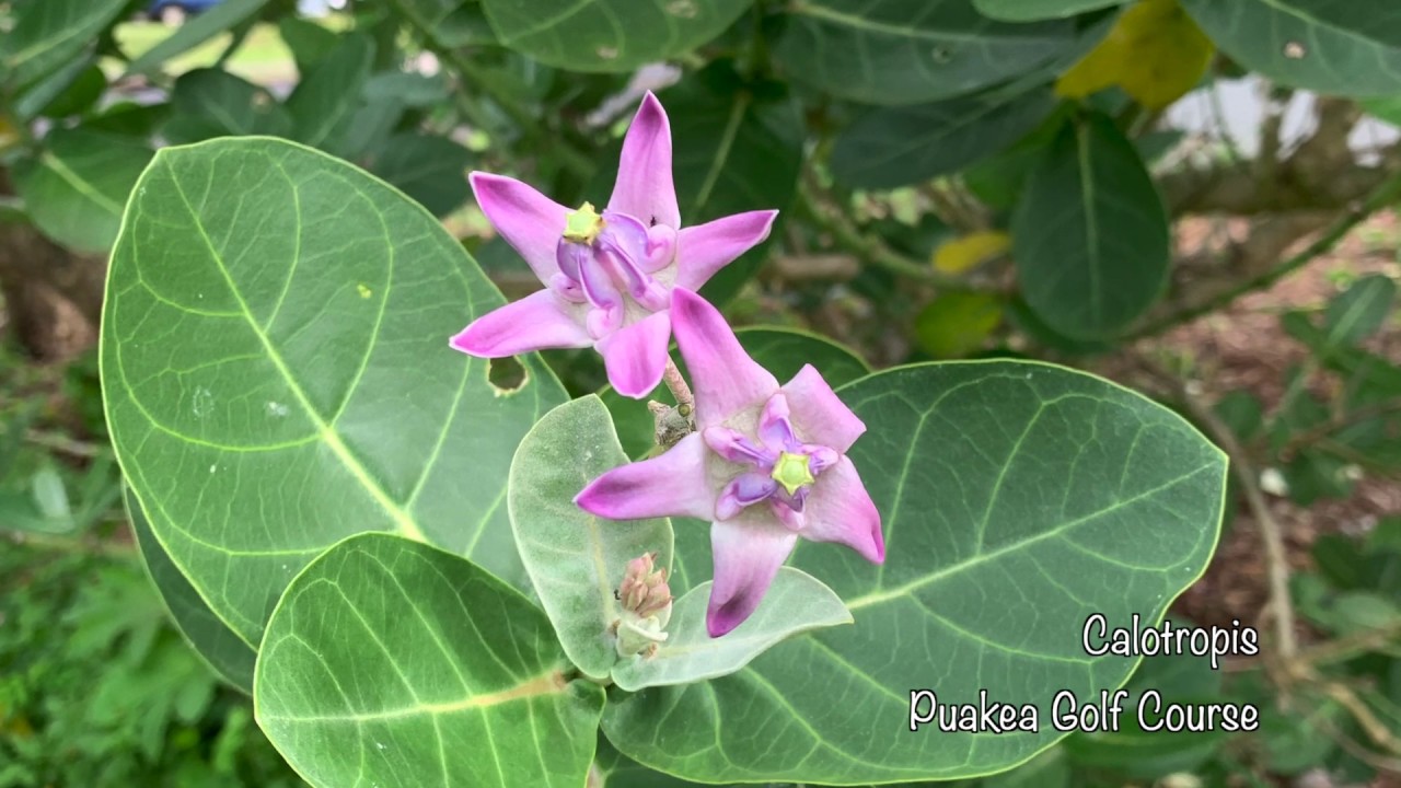 Giant Milkweed and Hawaiian Monarchs of Kauai Hawaii (podcast rebroadcast)